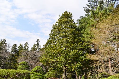 サワラ,さわら,樹木,特徴