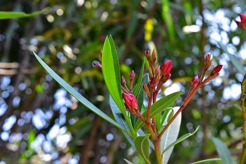 夾竹桃の蕾,きょうちくとう