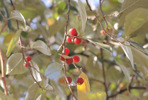 アキグミ（秋茱萸） - 庭木図鑑 植木ペディア