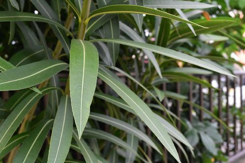 leaf of Oleander in Japan
