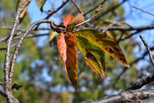 寒緋桜の木,カンヒザクラ,かんひ,葉っぱ