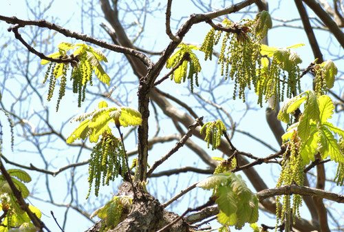 flower of daimyo oak