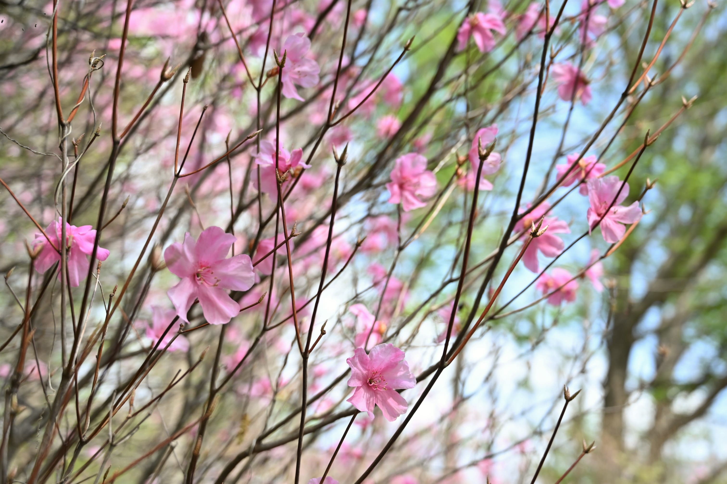 庭木図鑑 植木ペディア