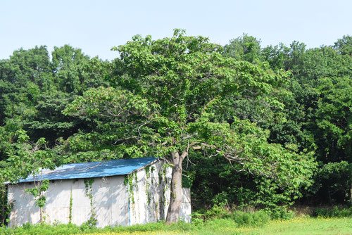 桐の木,きり,伐採