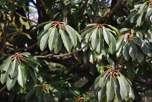 ゆずり葉,ユズリハ,譲り葉,植木,画像