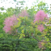 何の花　ムラサキ