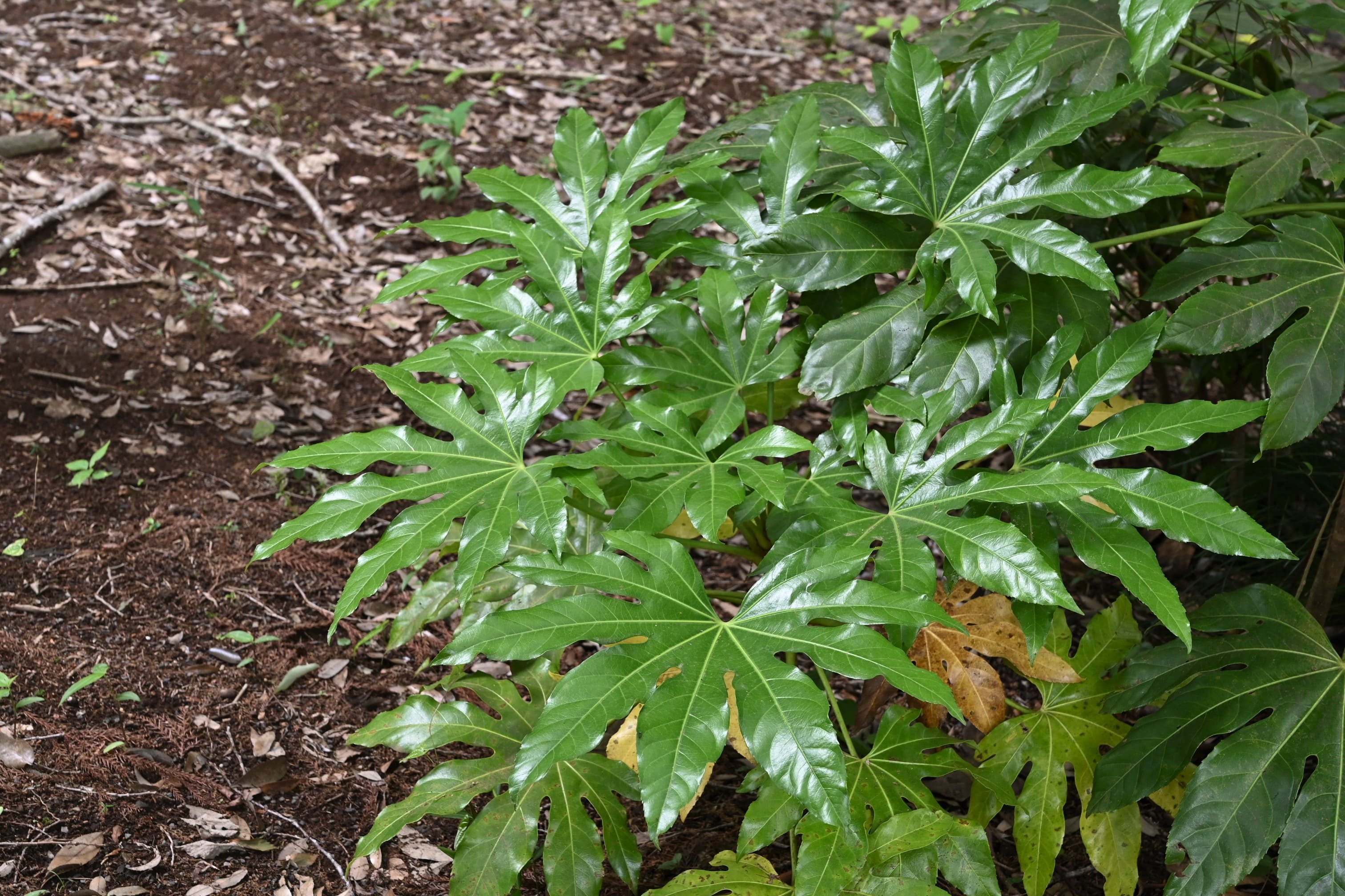 Japanese Aralia,leaf