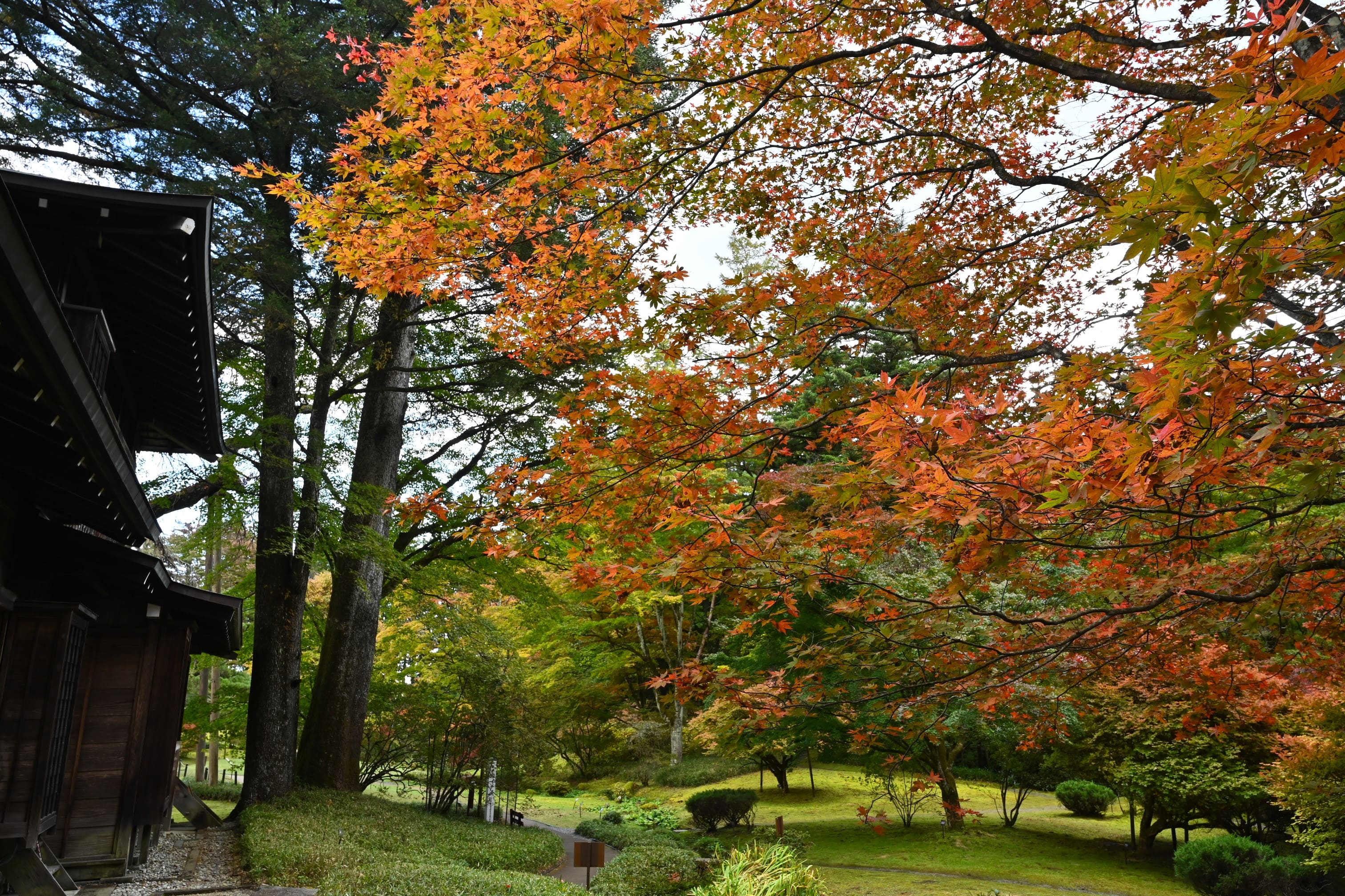 大椛 紅葉