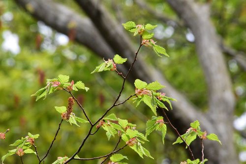 60 山採り　アカシデ 60 山採り アカシデ