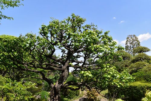 梅の木 幹