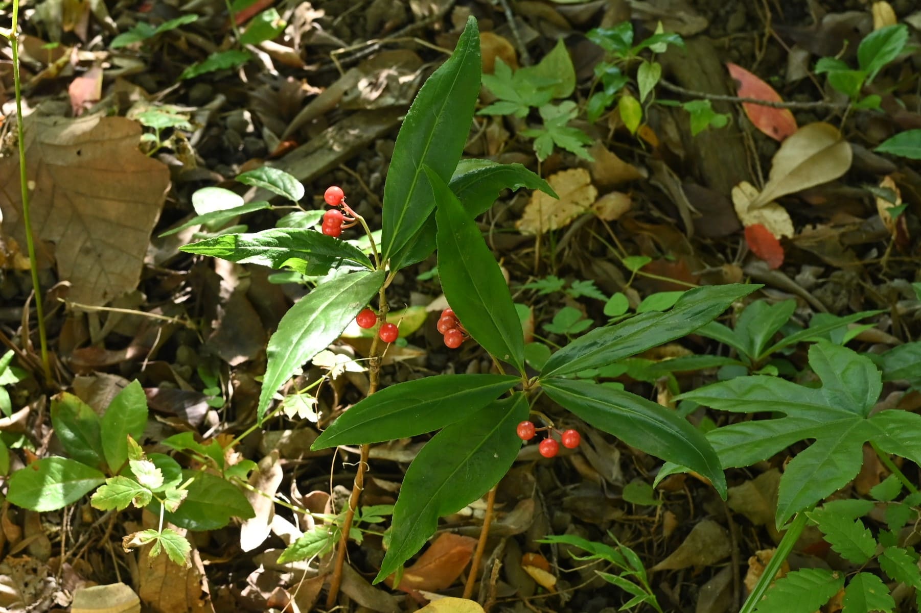 カラタチバナ 植木