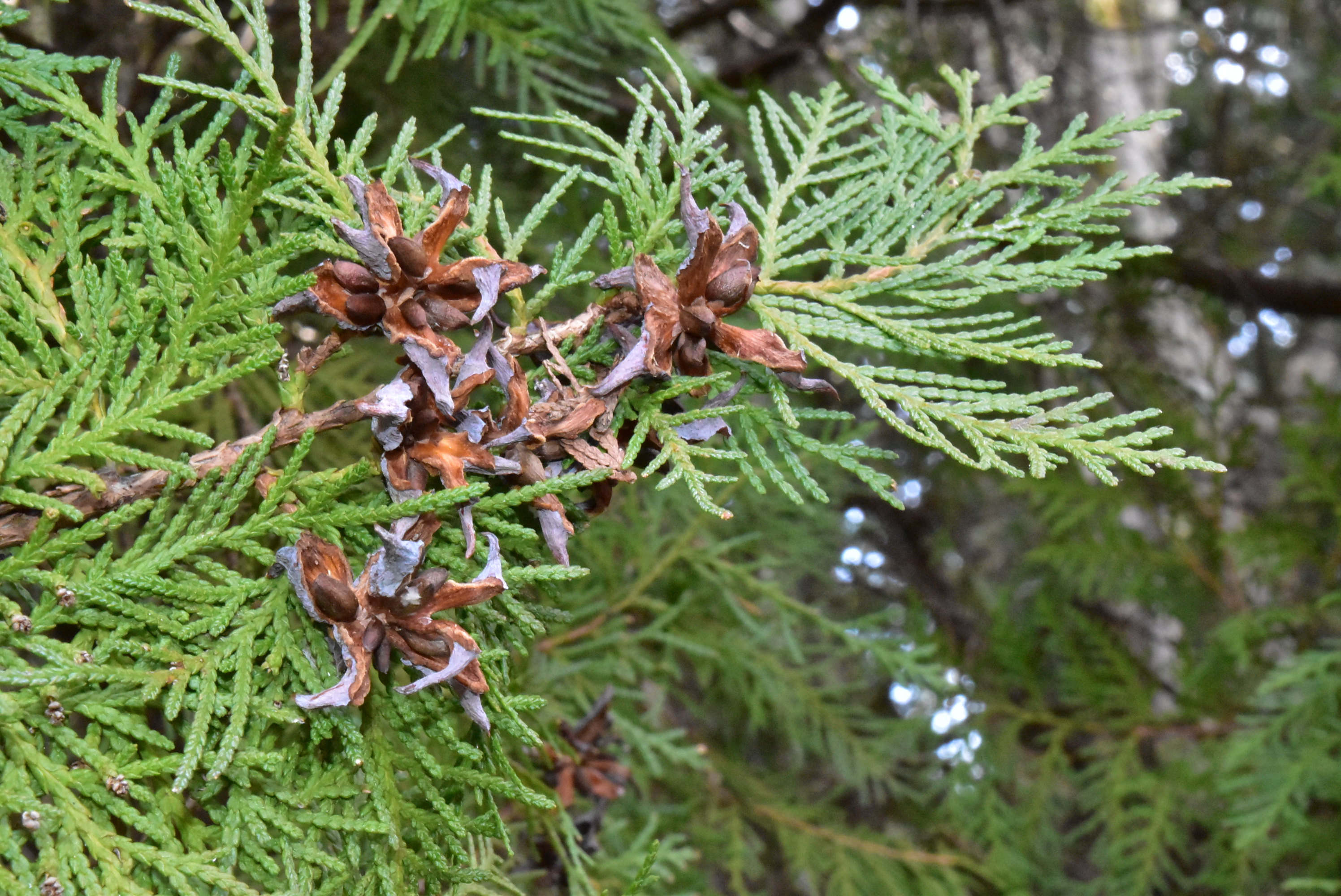 Chinese arborvitae