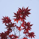 落葉広葉樹,樹木,庭木図鑑