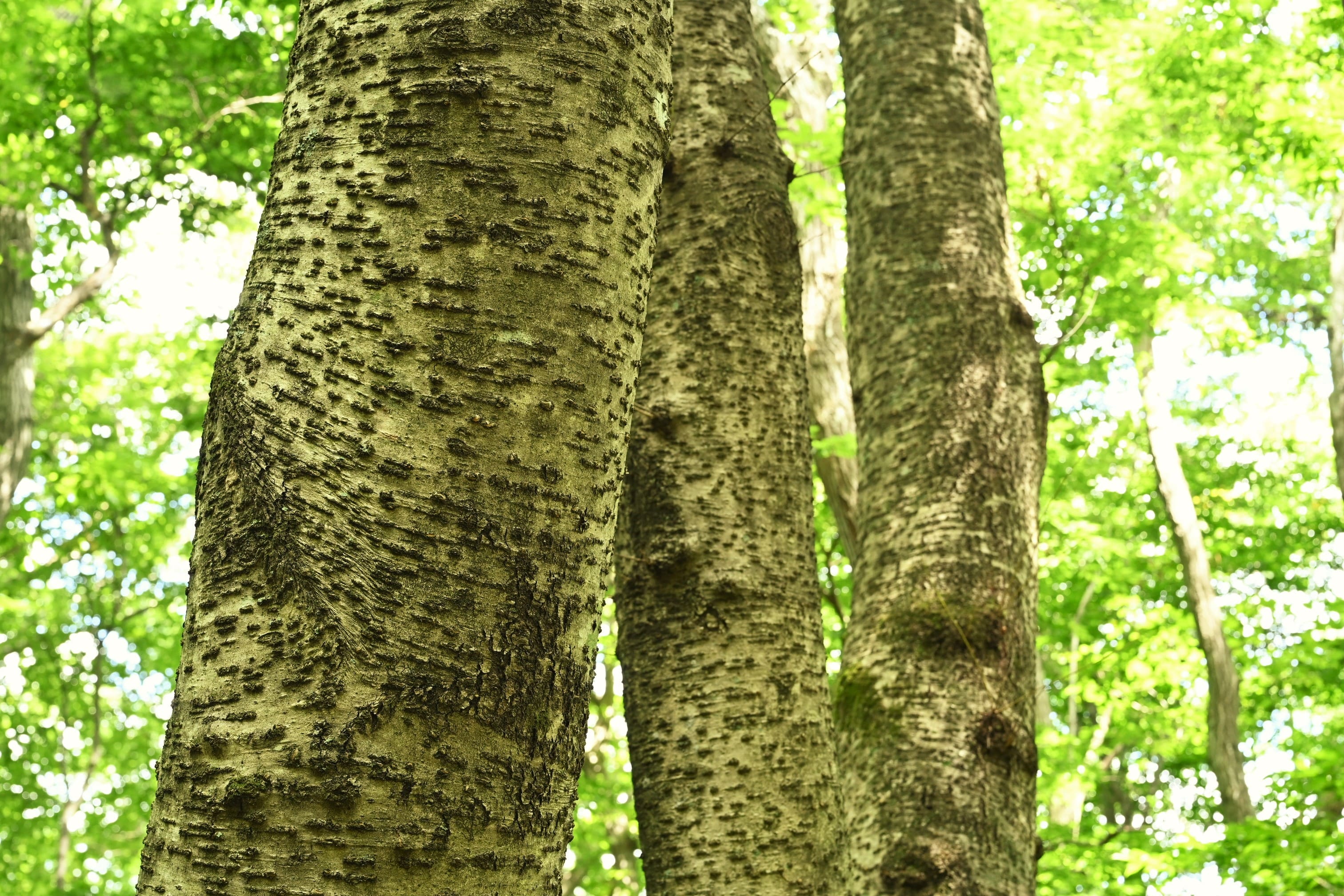 Japanese bird cherry