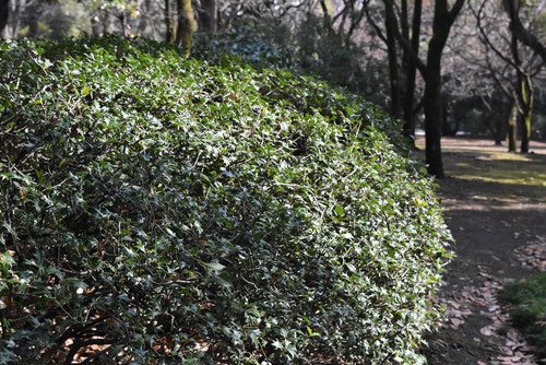 柊,ヒイラギ,ひいらぎ,刈り込み