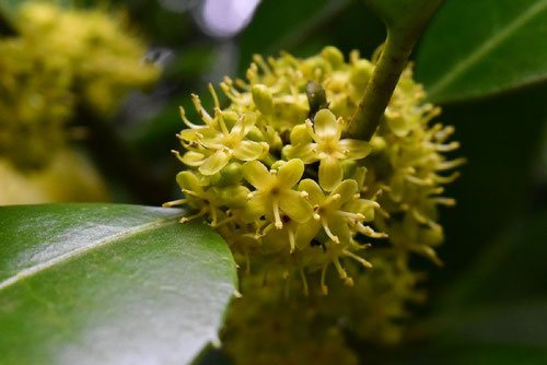 はがきの木,たらよう,花,タラヨウ　