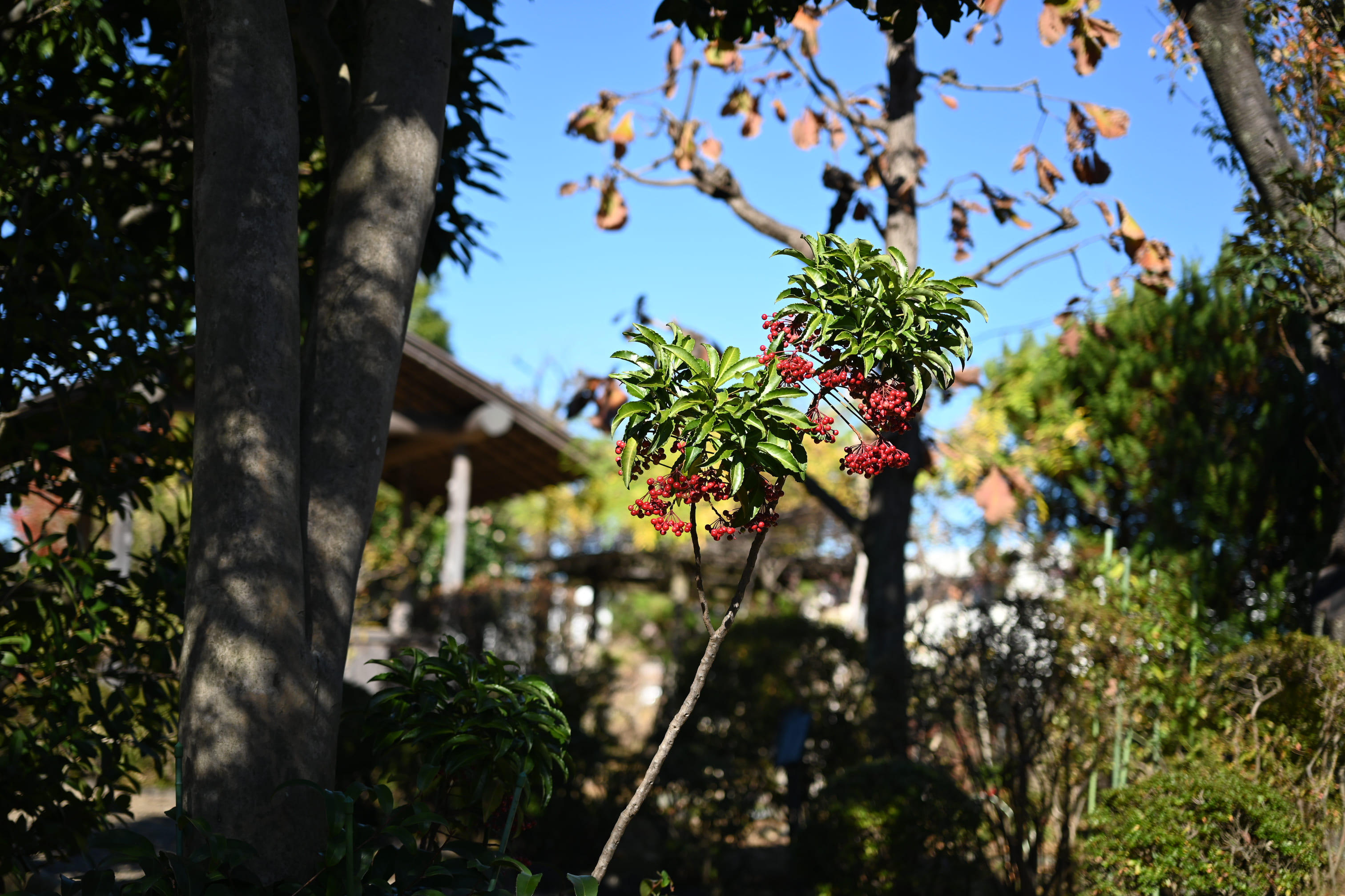 万両 樹木図鑑
