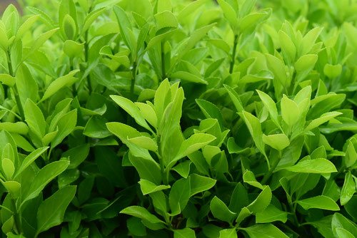 まさき,植物,種類,マサキ