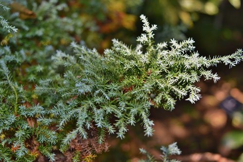 ヒムロスギ - 庭木図鑑 植木ペディア