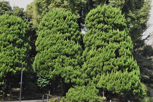 カイヅカイブキ,かいづかいぶき,手入れ