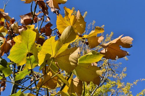 あおぎり,アオギリの紅葉,黄葉,青桐