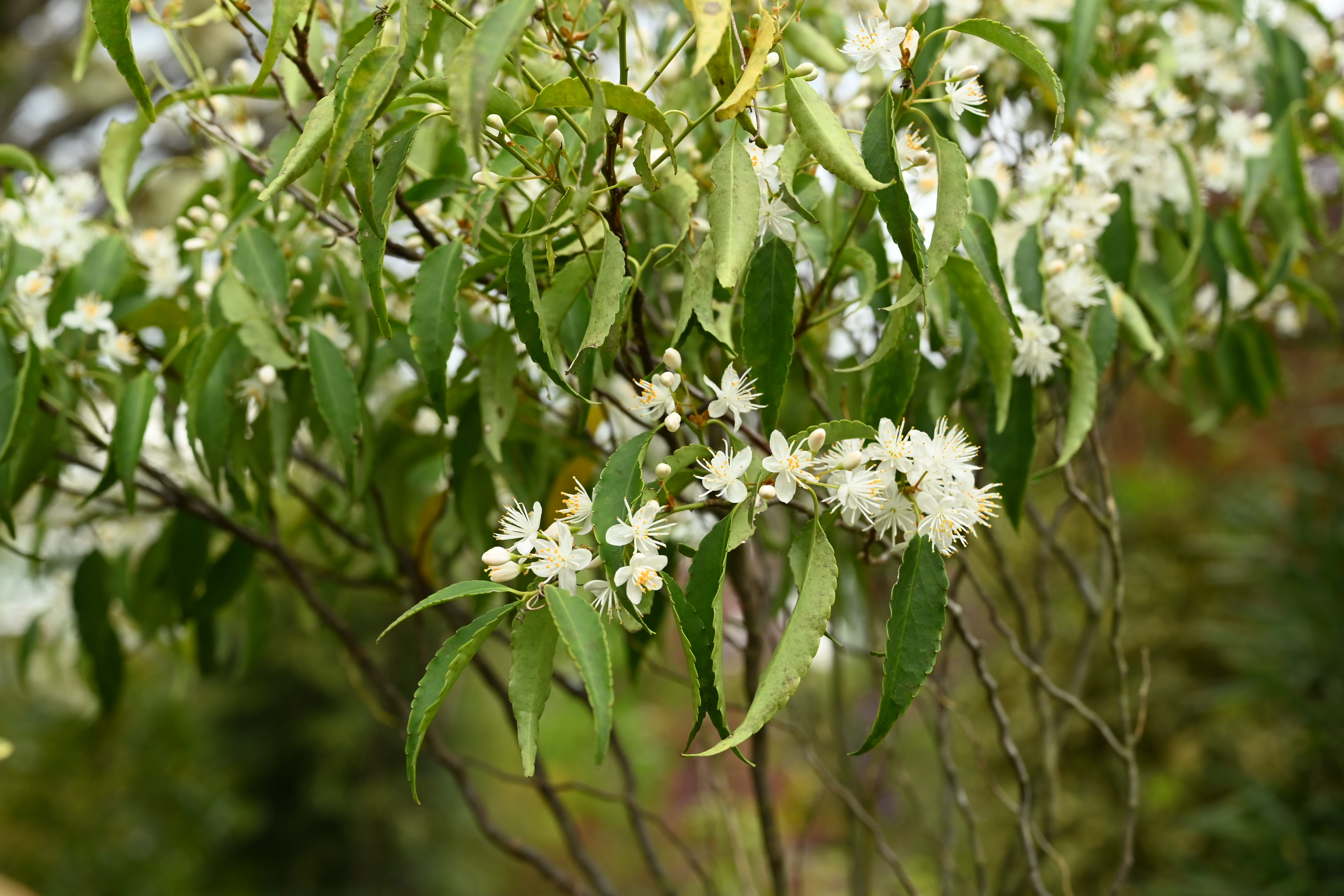 ハイノキの花 開花時期