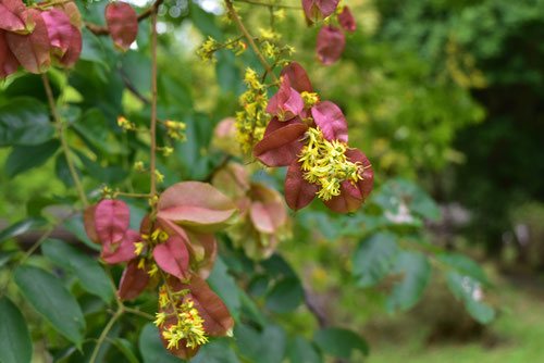 Golden-rain tree,Japan,flower