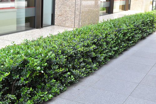 ハマヒサカキ 庭木図鑑 植木ペディア