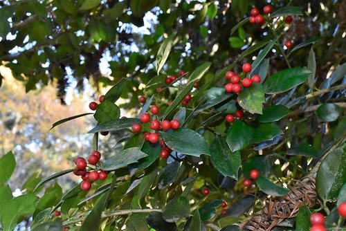 christmas,ornament,tree,red fruits