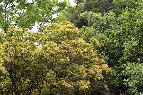 Japanese andromeda,garden,tree