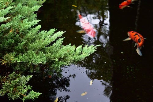 ハイビャクシン,はいびゃくしん,樹木図鑑