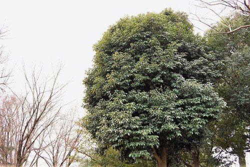 アラカシの木,あらかし,画像,樹木