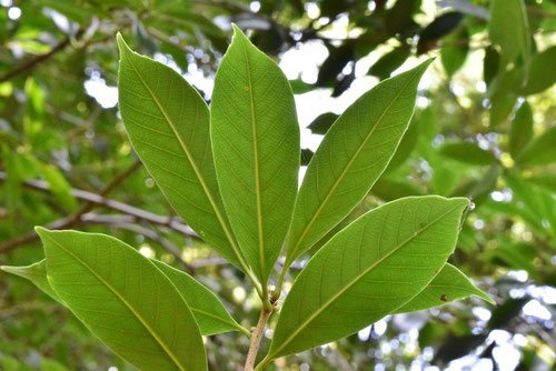 どんぐり帽子 ツクバネガシ どんぐり帽子 ツクバネガシ ピクミン風