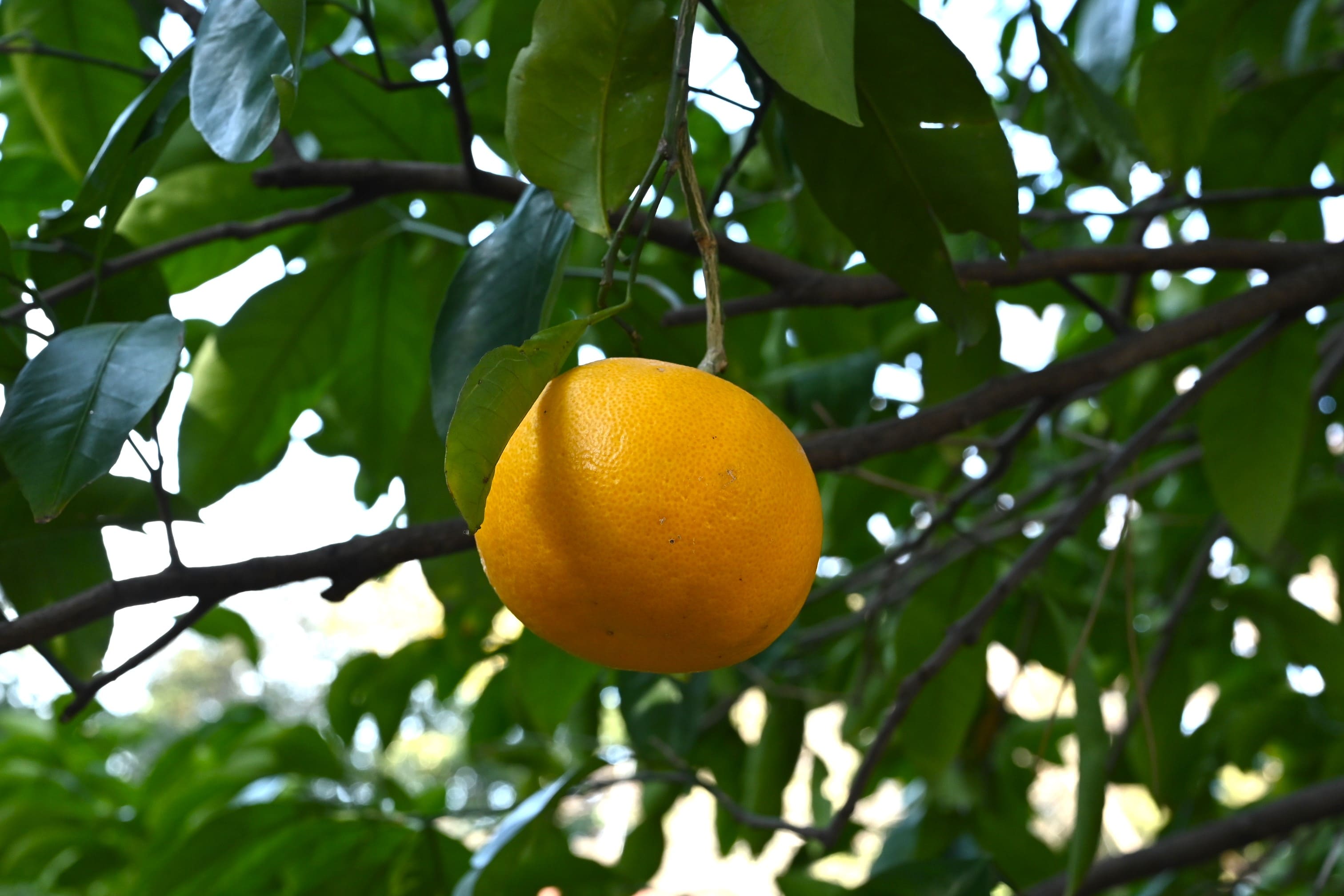 bitter orange,fruits,picture