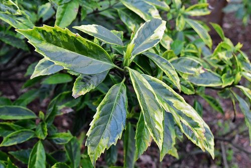 アオキ 青木 庭木図鑑 植木ペディア