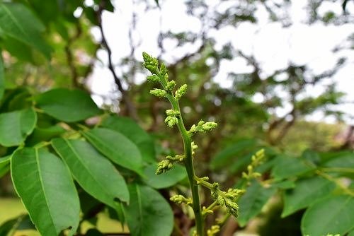 Golden-rain tree,flower