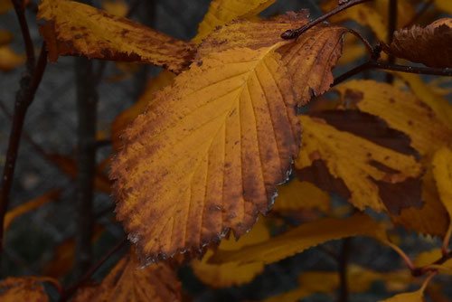 Mountain Ash,tree