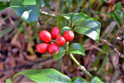青木,植物,あおき,アオキ,種類,品種