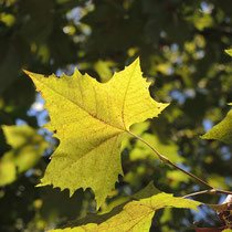 成長が早い木 庭木図鑑 植木ペディア