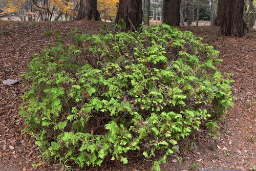 サワラ（花柏） - 庭木図鑑 植木ペディア