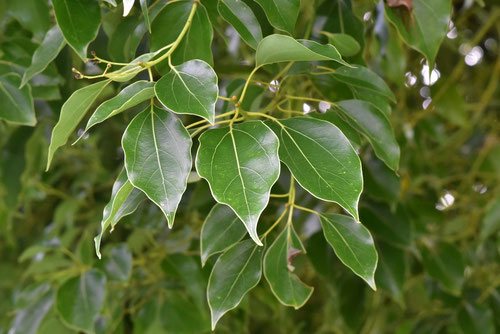 【送料無料】 クスノキ（楠木） 植木ペディア 庭木図鑑 - Box/デッキ/パック