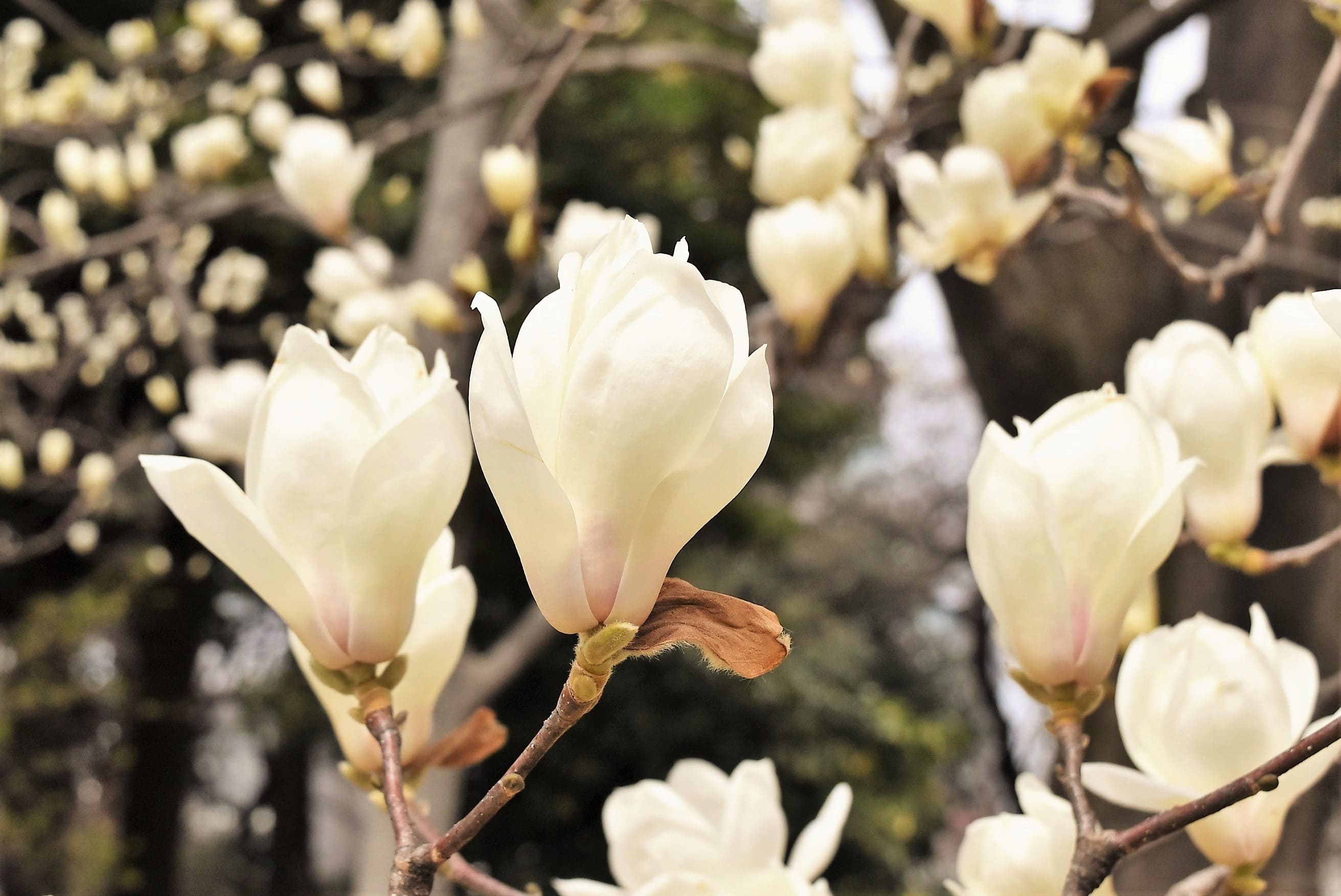 白い花が咲く木 庭木図鑑 植木ペディア