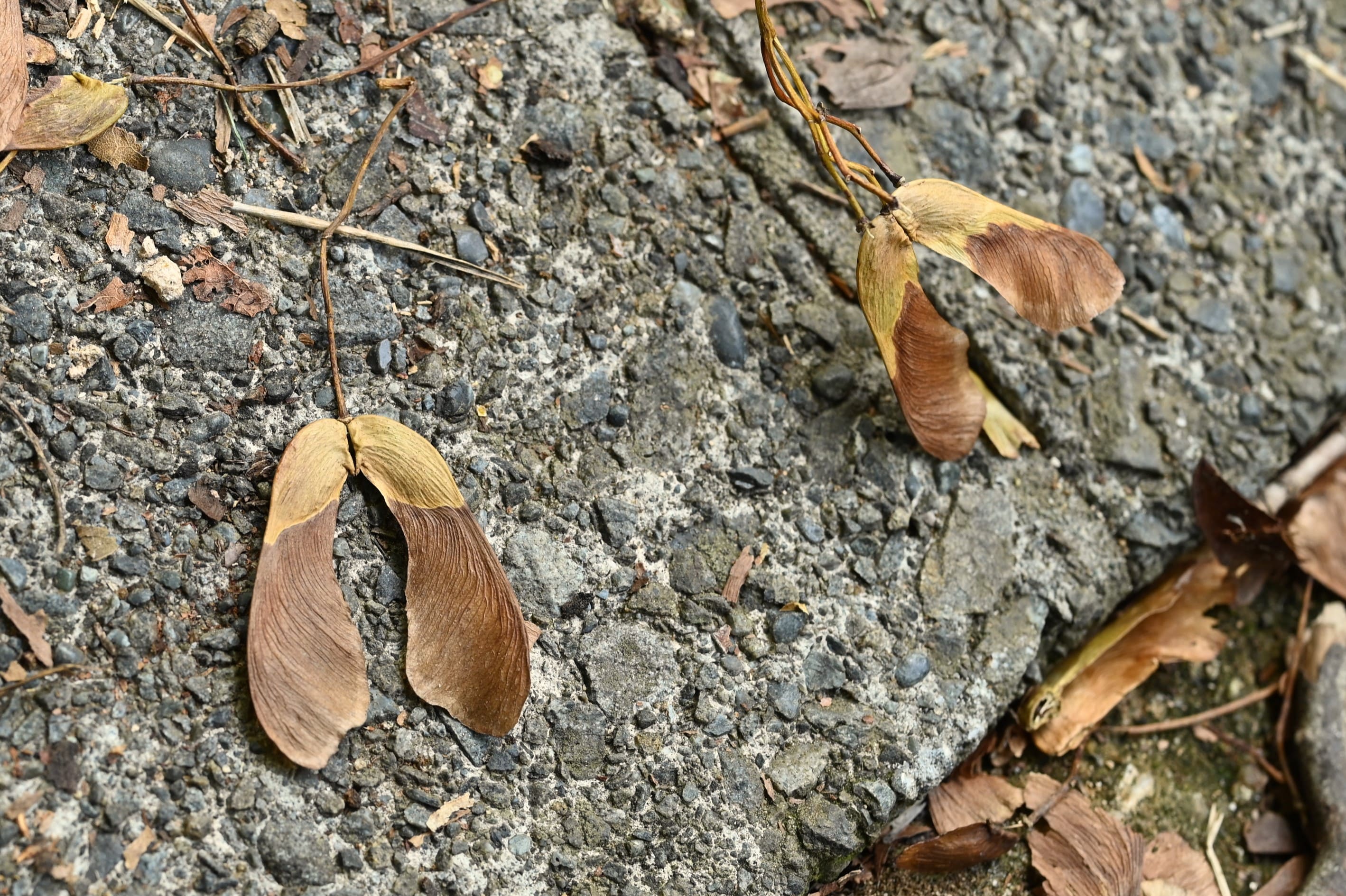 板谷楓 種子 画像