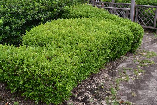 ボックスウッド - 庭木図鑑 植木ペディア