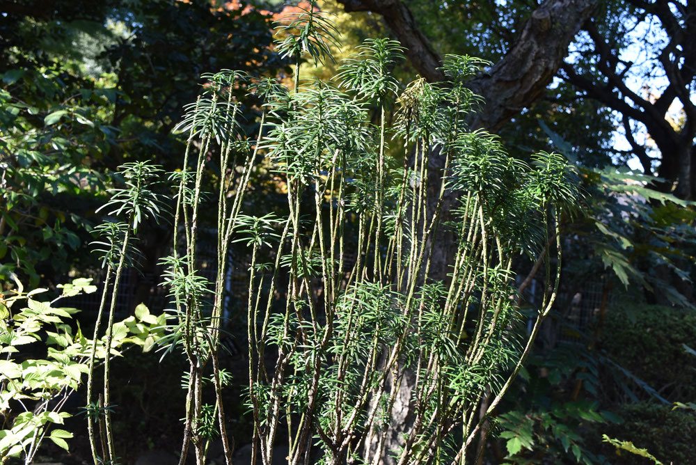 ちょうせんまき 植木