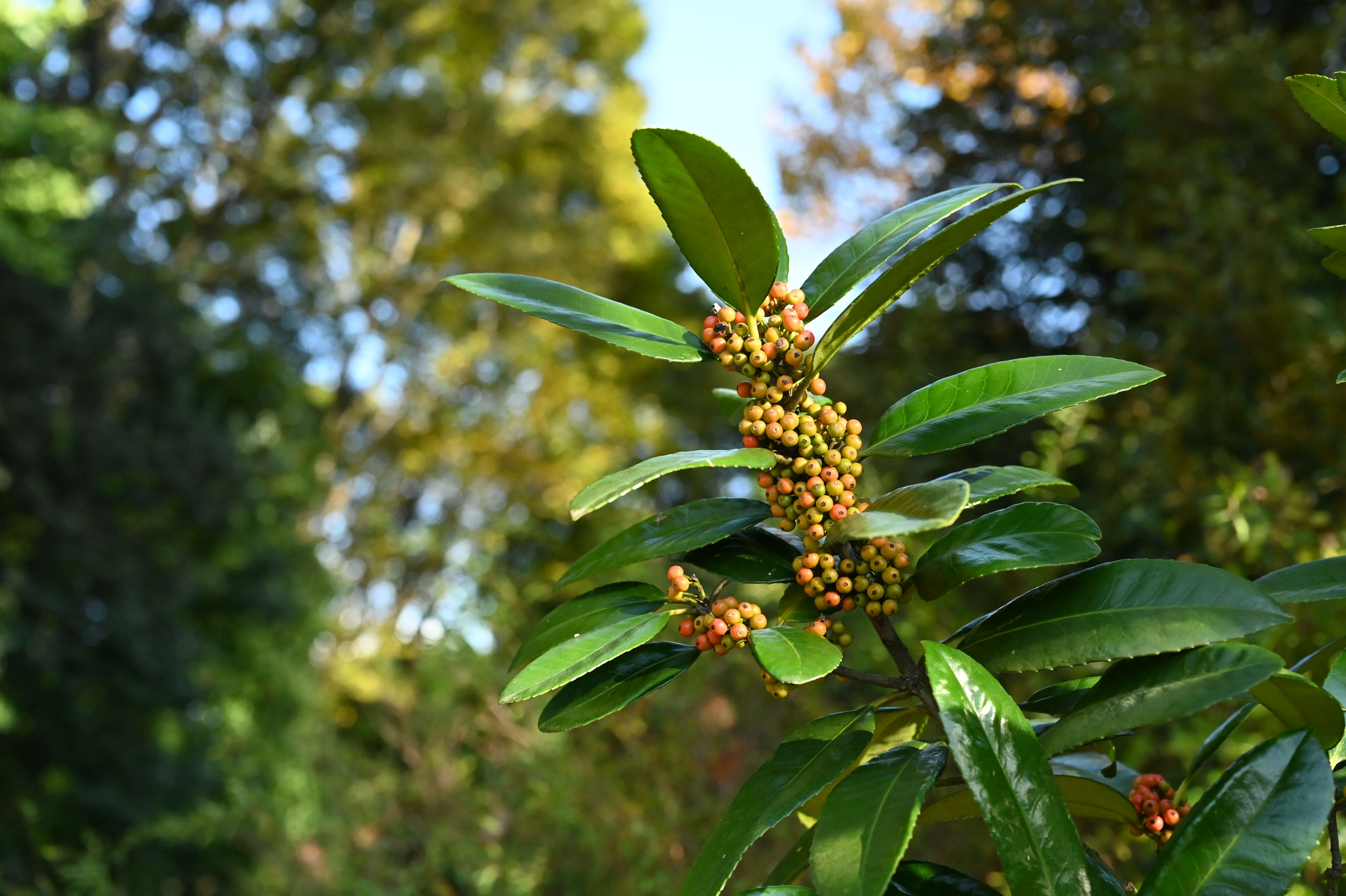 Tarajo holly,fruits