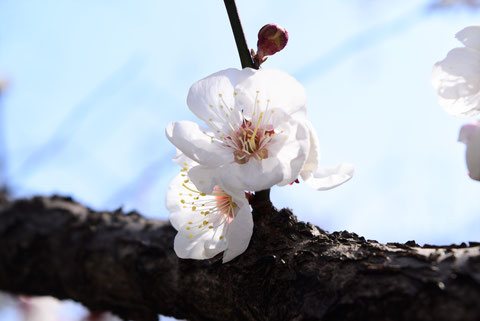 ウメ,梅の木,白い花,品湯
