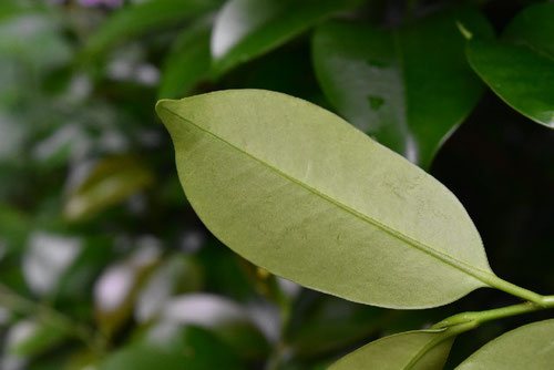 Japanese cleyera,leaf,picture