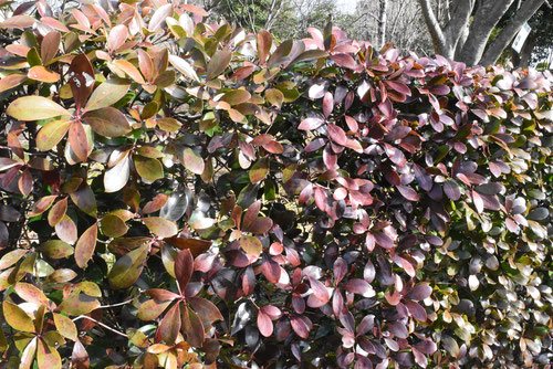 木斛の垣根 画像