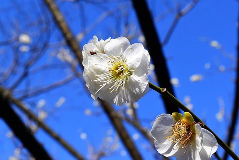 ウメ,梅の木,白梅,しろいうめ
